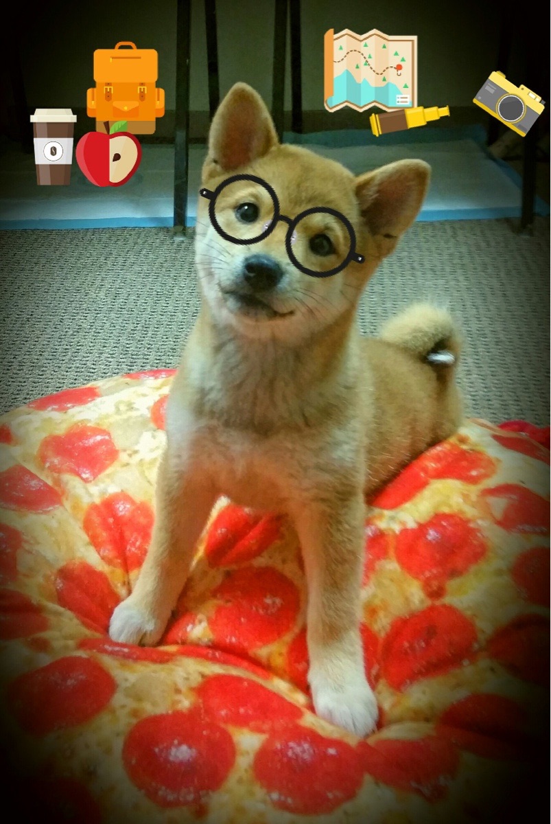 德国队如何适应国际乒联混合团体世界杯新赛制,德国乒乓球团体赛成员