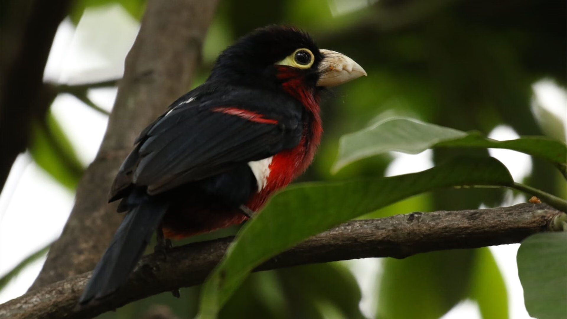 开云体育入口-世俱杯决赛前瞻：谁将书写历史新篇？，世俱杯2021赛制