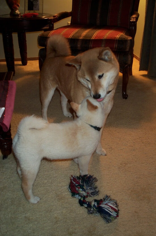 CBA联盟深化与高校合作 推动篮球发展一体化，中国高校篮球联盟简称