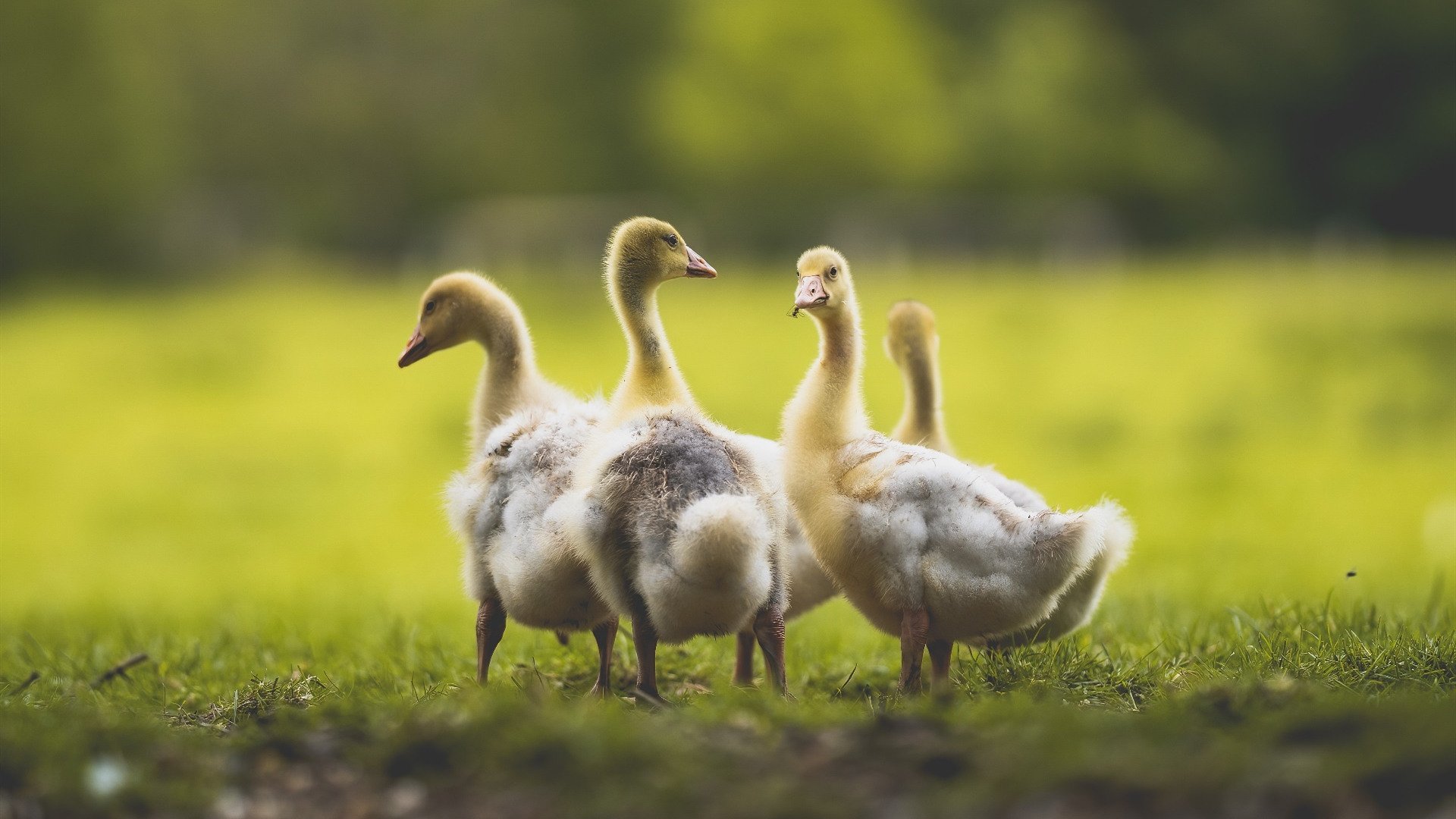 开云体育入口-中国女篮加强心理训练 提升抗压能力，中国女篮心理教练黄菁