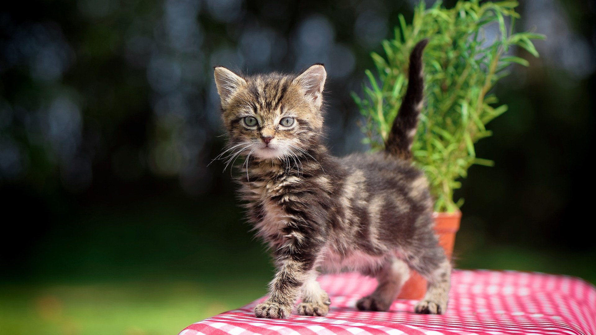 开云官方-战术重心转移是否是主教练解锁对手密集防守的常规手段，如何训练重心转移