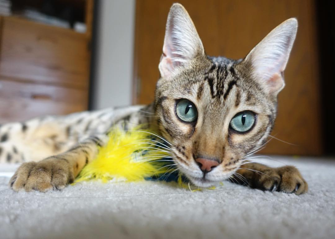 维拉中路渗透和边路突击形成进攻维度,维拉阵型